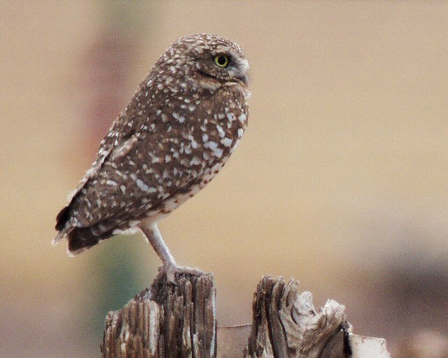 �2004 Steve Sosensky - 2004.02.13, El Centro, CA